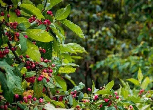 植物移栽|红豆杉换盆最佳时间 换盆方法与需要注意好点