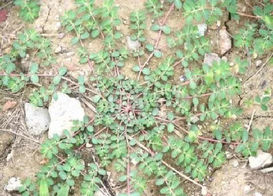 植物百科|千里草是什么草