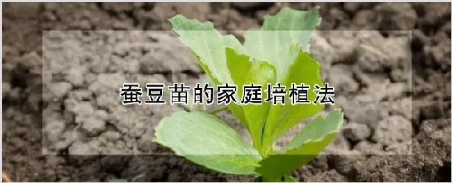 蚕豆苗的家庭培植法 | 自然知识