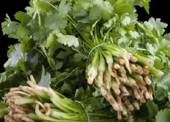 植物香味|香菜是什么味道的