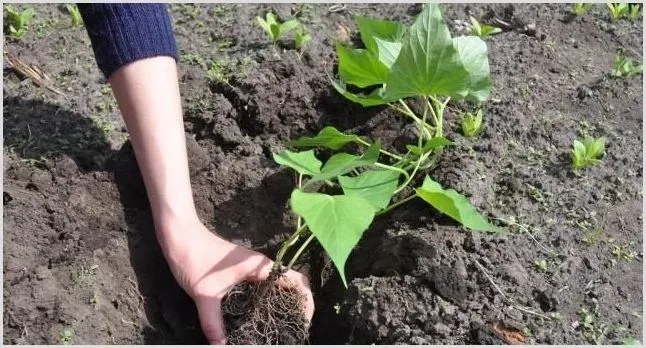 红薯根有黑斑是什么病？有什么防治办法 | 种植技术