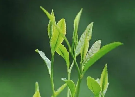 食用常识|清明茶属于什么茶 属于清明节时候的茶类