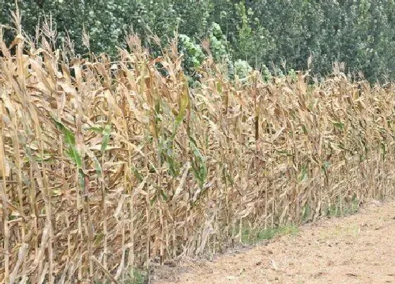 植物播种|秋玉米什么时候播种最合适