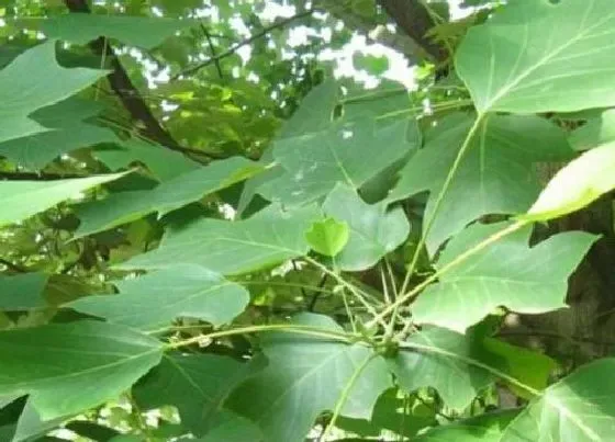 树干|鹅掌楸木是什么木材