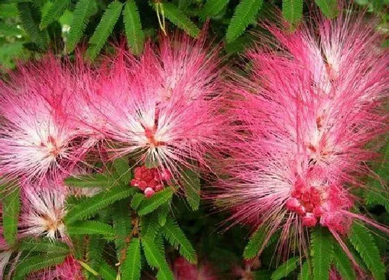 花卉百科|澳洲的国花是什么花