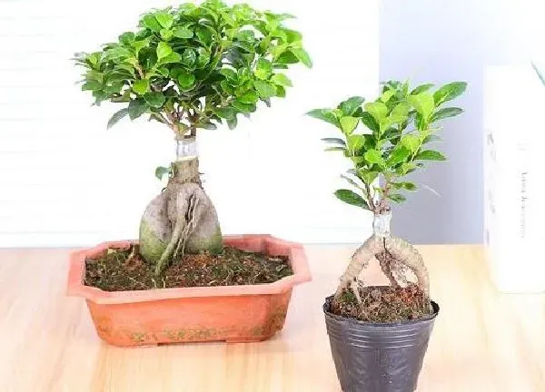 植物换土|人参榕换土时间和方法