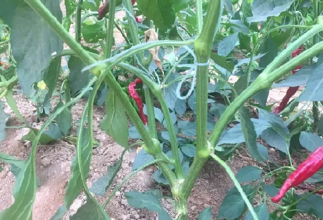 种植管理|螺丝椒的种植方法及病虫害防治，螺丝椒种植与管理技术）