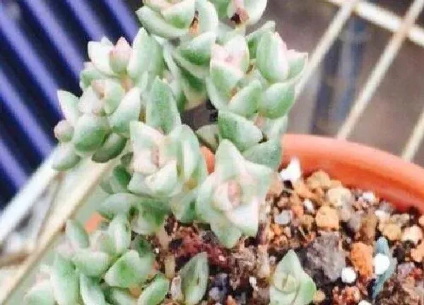 养殖方法|蜡笔多肉怎么养长的好