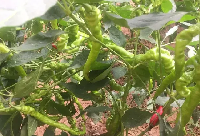 种植管理|螺丝椒的种植方法及病虫害防治，螺丝椒种植与管理技术）