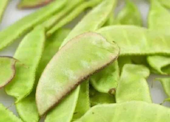 食用技巧|扁豆怎么洗才干净