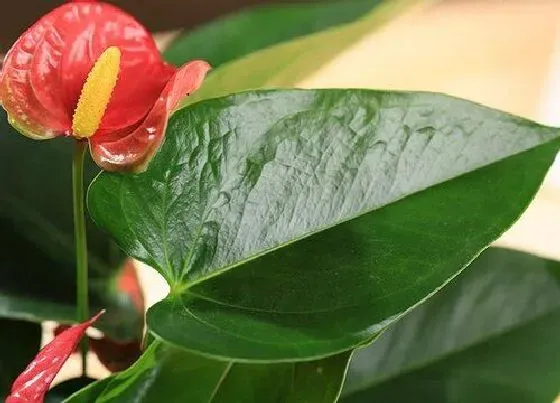 植物百科|风水花卉有哪些