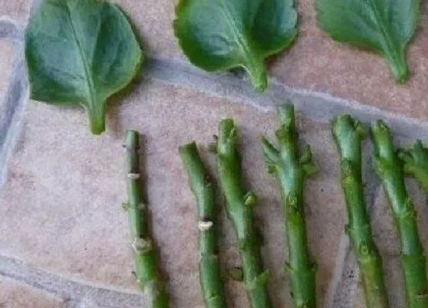 植物扦插|海棠可以扦插繁殖吗