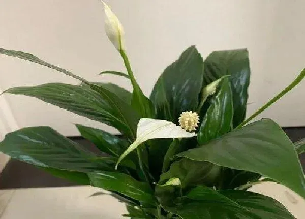 植物浇水|白鹤芋几天浇一次水 春夏秋冬各不同
