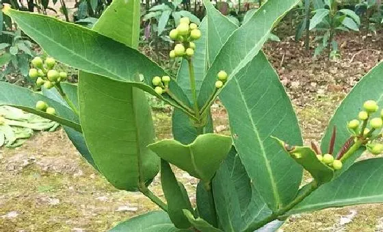 果实科普|莲雾几月开花结果 什么时候开花结果