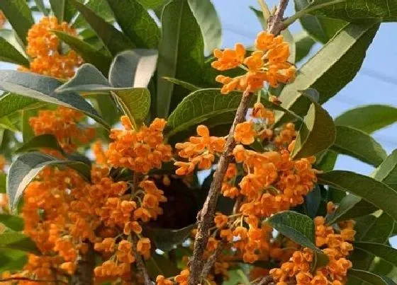植物百科|四季桂冬天开花吗