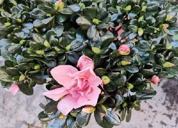 植物移栽|杜鹃花换盆最佳时间 什么时间换盆好（注意4个要点）
