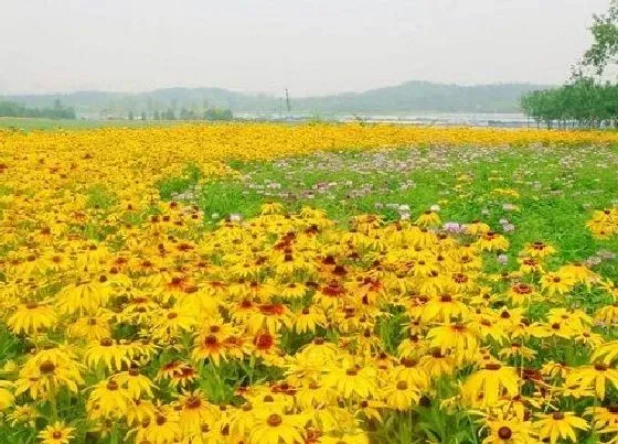 植物百科|北方耐寒宿根花卉有哪些种类