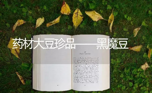 药材大豆珍品——黑魔豆 | 药材种植