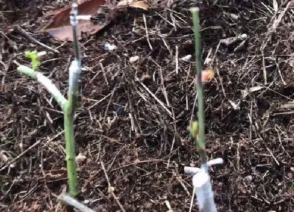 植物扦插|金樱子几月份扦插最好
