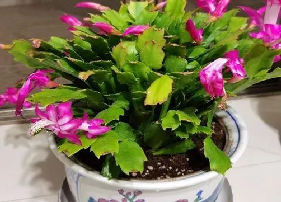 冬天植物|蟹爪兰怕冷吗（蟹爪兰冬天怕冻吗，适合多少最低温度）