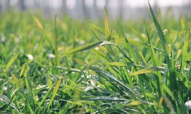 植物施肥|年前小麦要不要撒尿素，过了年开春后小麦什么时候施肥）