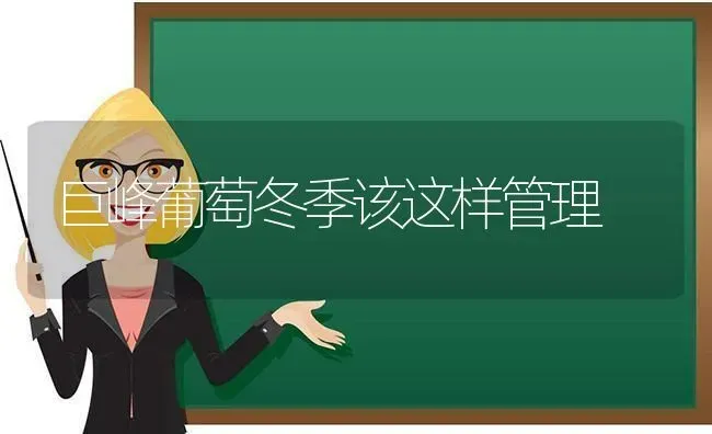 巨峰葡萄冬季该这样管理 | 瓜果种植