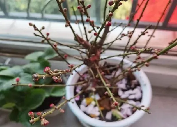 植物移栽|梅花什么时候移栽最好 梅花什么季节移植合适