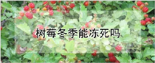 树莓冬季能冻死吗 | 种植资料