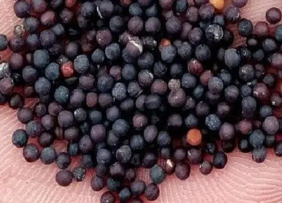 种植育种|满天星种子什么时候种植最好