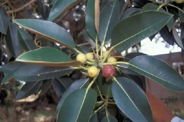 植物浇水|橡皮树浇水时间和正确方法