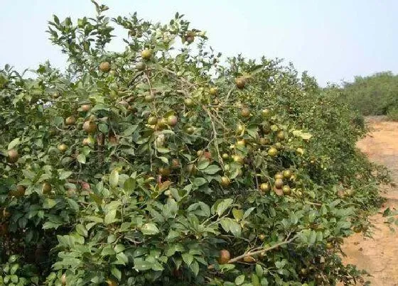 植物施肥|油茶树施什么肥比较好，种植油茶树施什么肥料长得快）