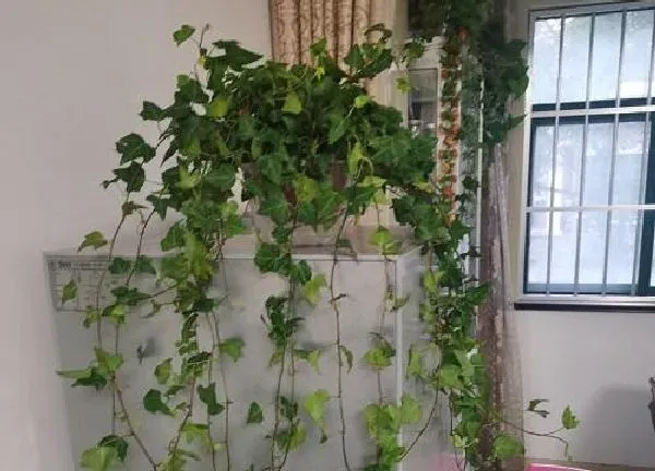 养殖科普|11月适合养什么花卉植物