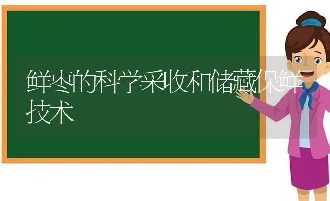 鲜枣的科学采收和储藏保鲜技术 | 瓜果种植