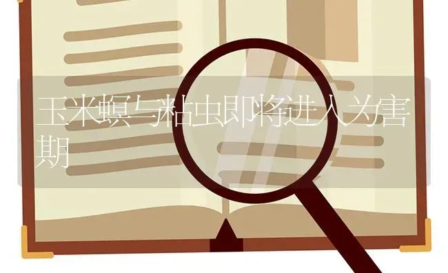 玉米螟与粘虫即将进入为害期 | 粮油作物种植