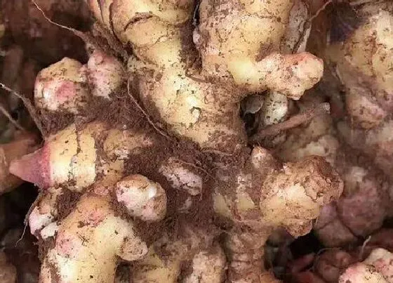 植物施肥|生姜多久施一次肥 施肥的时间和方法