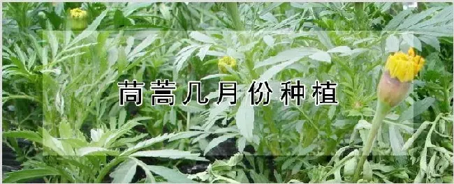 茼蒿几月份种植 | 种植技术