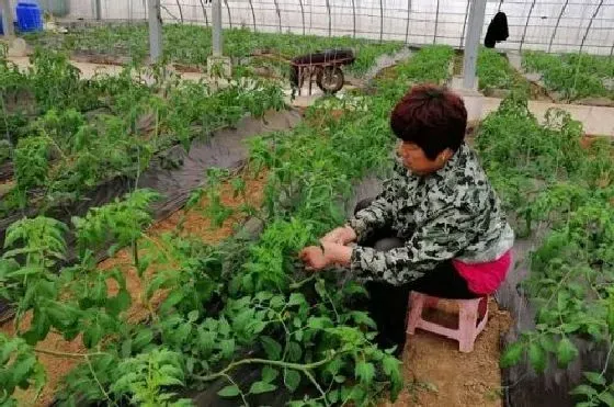 种植管理|番茄摘心时间 摘心方法及步骤图解