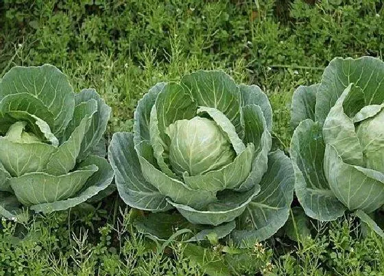 植物病害|卷心菜病虫害图谱及防治（种植卷心菜和预防害虫病）