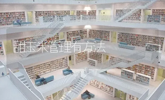 甜玉米管理有方法 | 粮油作物种植