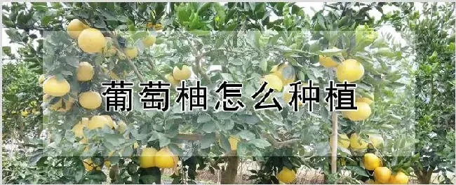 葡萄柚怎么种植 | 耕种资料