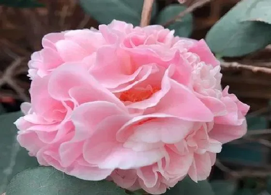 花朵|茶花花骨朵的样子