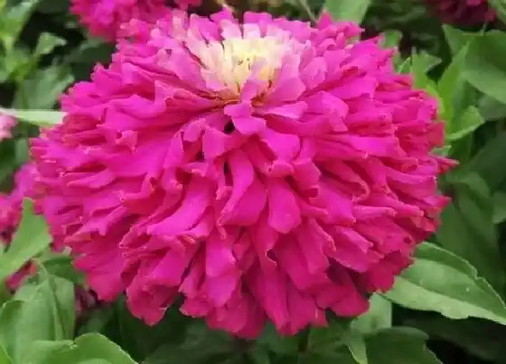 开花时间|百日菊的什么时候开花