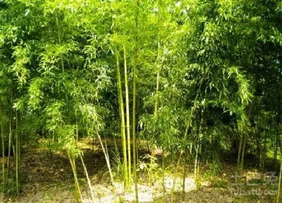 冬天植物|四季竹耐寒吗