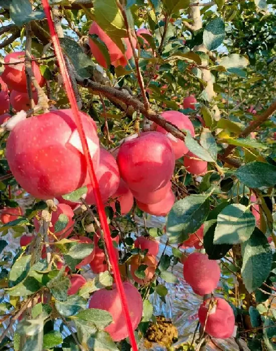 果实科普|众成一号苹果介绍（苹果新品种众成一号优缺点及成熟时间）