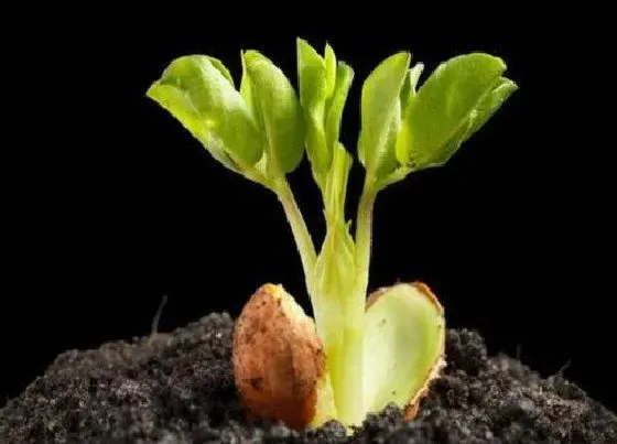 植物播种|花生种子怎么种植