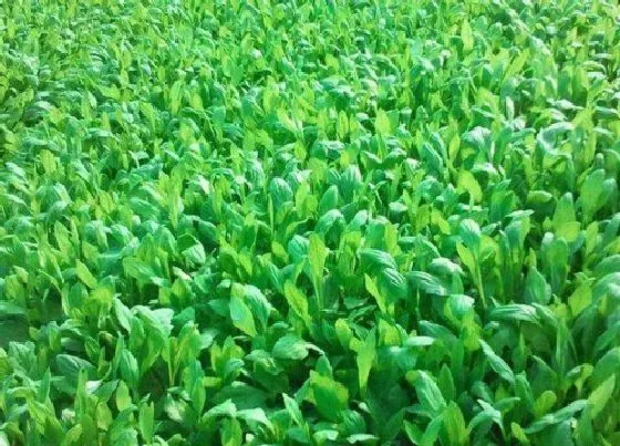 植物百科|马兰头在农村叫什么