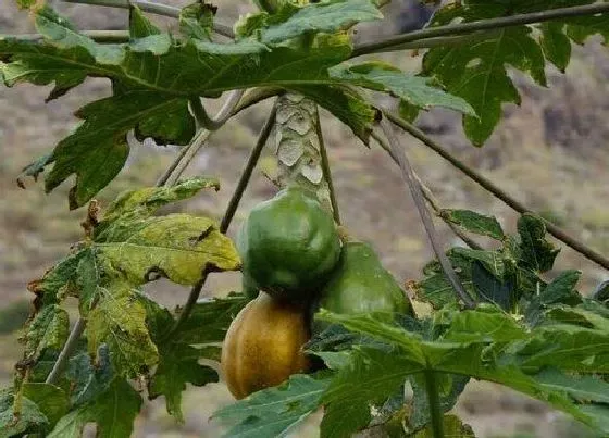 种植位置|木瓜树可以种在院子里吗