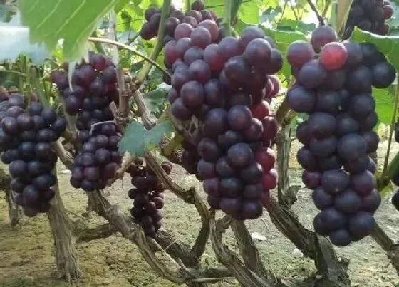 植物施肥|葡萄园怎么施肥最省力，葡萄园不同阶段施肥的正确方法）