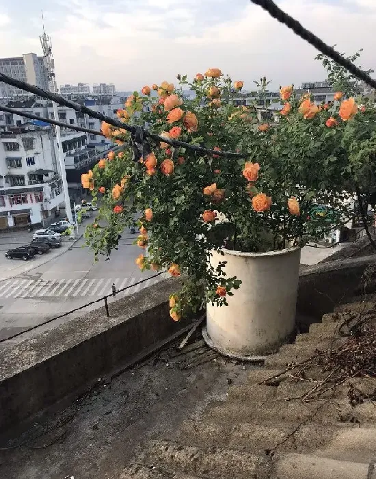 植物百科|夏洛特夫人月季优缺点（藤本夏洛特夫人花期长香味好闻）