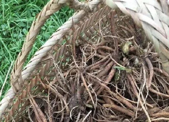 种植百科|马刺根什么时候挖最好